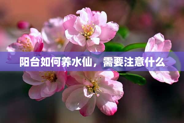 阳台如何养水仙，需要注意什么