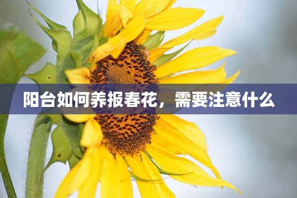 阳台如何养报春花，需要注意什么