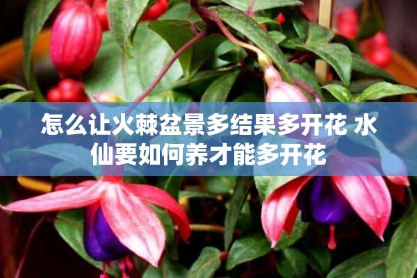 怎么让火棘盆景多结果多开花 水仙要如何养才能多开花