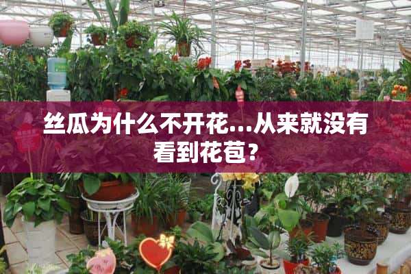 丝瓜为什么不开花…从来就没有看到花苞？