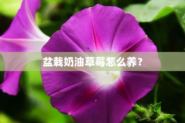 盆栽奶油草莓怎么养？