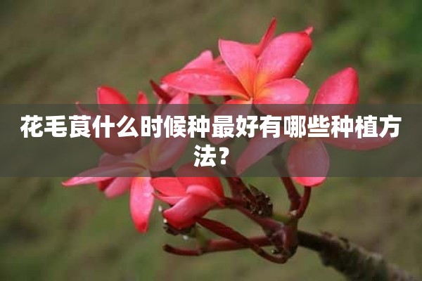 花毛茛什么时候种最好有哪些种植方法？