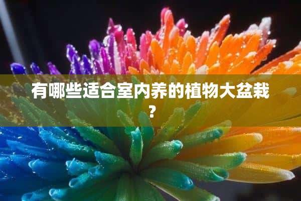 有哪些适合室内养的植物大盆栽？