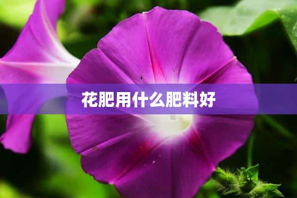 花肥用什么肥料好