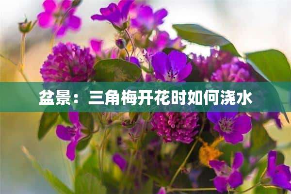 盆景：三角梅开花时如何浇水