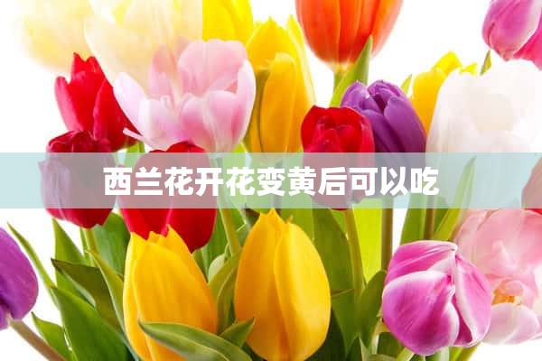 西兰花开花变黄后可以吃