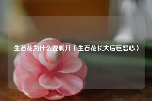 生石花为什么要剥开（生石花长大后巨恶心）