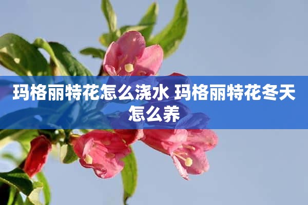 玛格丽特花怎么浇水 玛格丽特花冬天怎么养