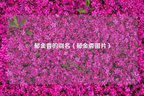 郁金香的别名（郁金香图片） 花卉