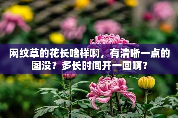 网纹草的花长啥样啊，有清晰一点的图没？多长时间开一回啊？