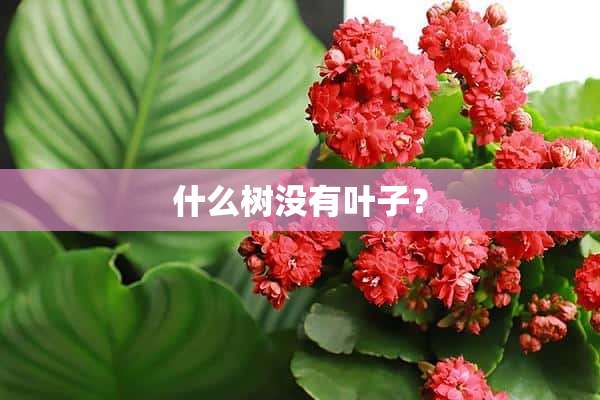 什么树没有叶子？