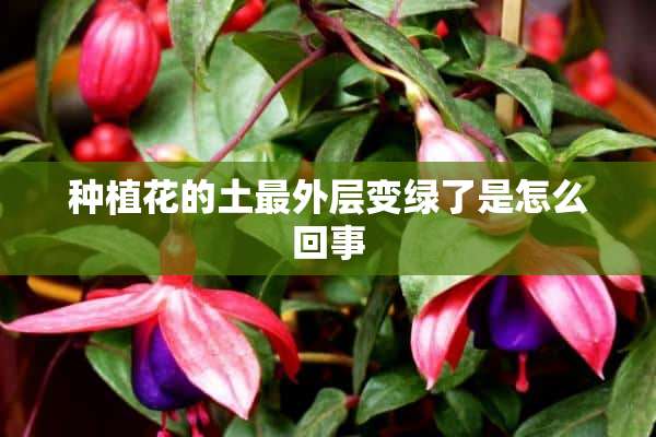 种植花的土最外层变绿了是怎么回事