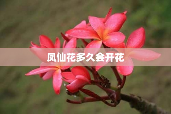 凤仙花多久会开花