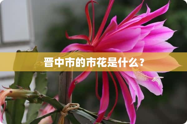 晋中市的市花是什么？