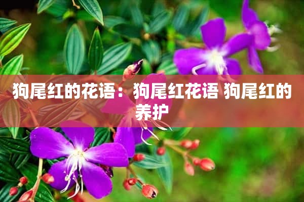 狗尾红的花语：狗尾红花语 狗尾红的养护