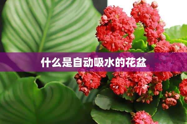 什么是自动吸水的花盆