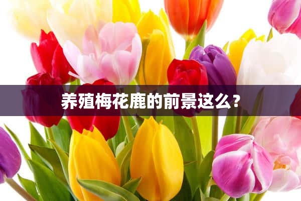 养殖梅花鹿的前景这么？