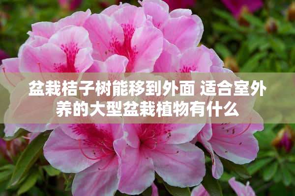 盆栽桔子树能移到外面 适合室外养的大型盆栽植物有什么