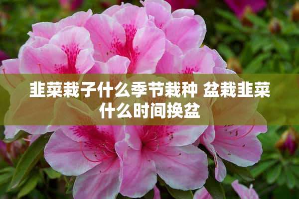 韭菜栽子什么季节栽种 盆栽韭菜什么时间换盆