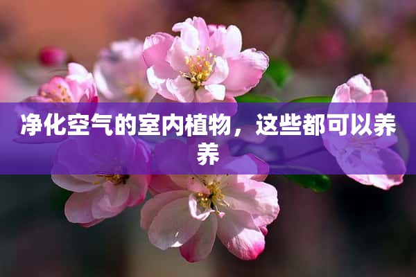 净化空气的室内植物，这些都可以养养