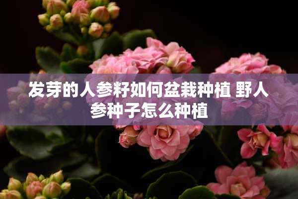 发芽的人参籽如何盆栽种植 野人参种子怎么种植