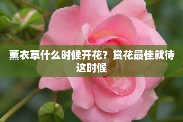 薰衣草什么时候开花？赏花最佳就待这时候