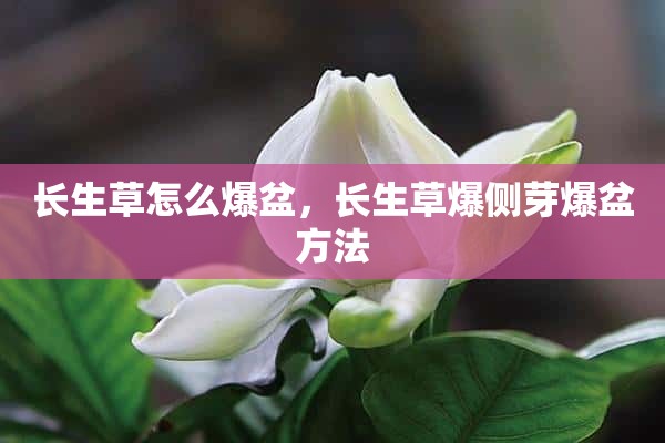 长生草怎么爆盆，长生草爆侧芽爆盆方法