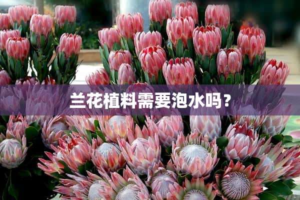 兰花植料需要泡水吗？