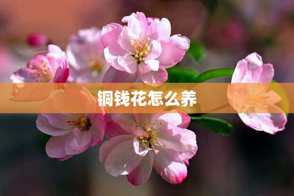 铜钱花怎么养