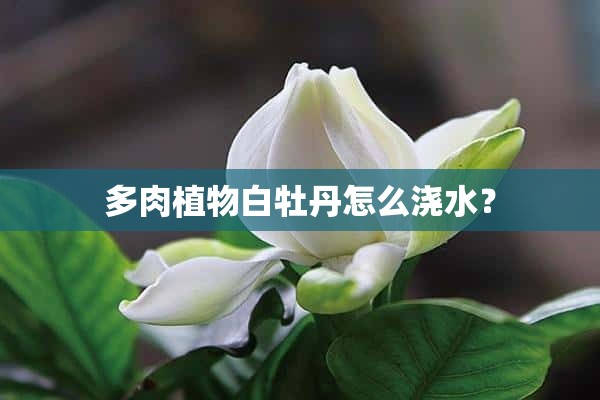 多肉植物白牡丹怎么浇水？