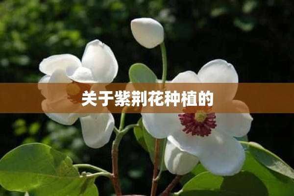 关于紫荆花种植的