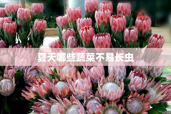 夏天哪些蔬菜不易长虫