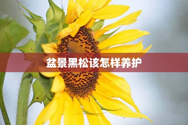 盆景黑松该怎样养护