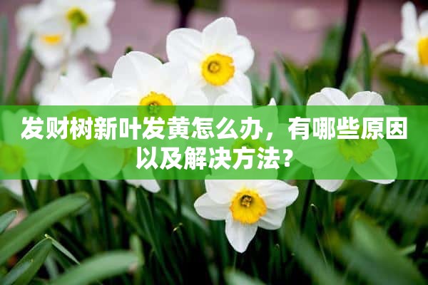 发财树新叶发黄怎么办，有哪些原因以及解决方法？