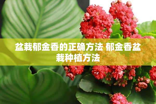 盆栽郁金香的正确方法 郁金香盆栽种植方法