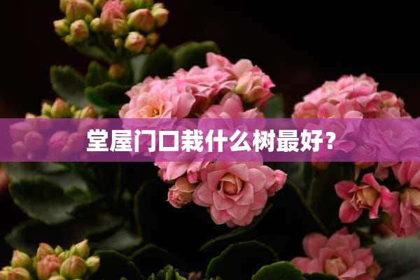 堂屋门口栽什么树最好？