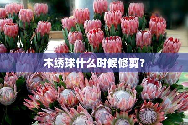 木绣球什么时候修剪？