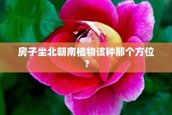 房子坐北朝南植物该种那个方位？