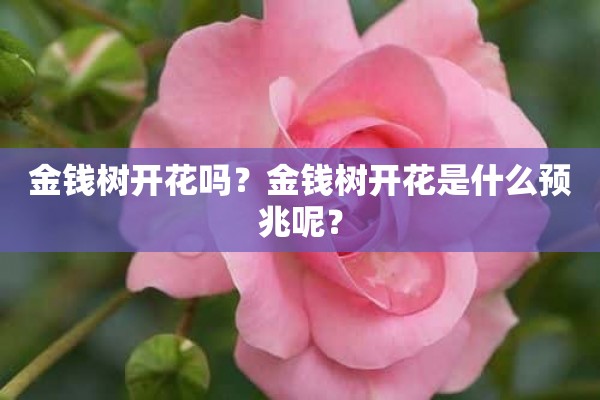 金钱树开花吗？金钱树开花是什么预兆呢？