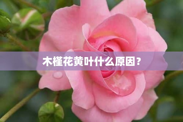 木槿花黄叶什么原因？