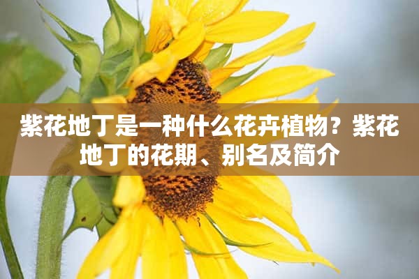 紫花地丁是一种什么花卉植物？紫花地丁的花期、别名及简介