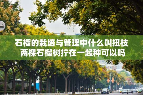 石榴的栽培与管理中什么叫扭枝 两棵石榴树拧在一起种可以吗