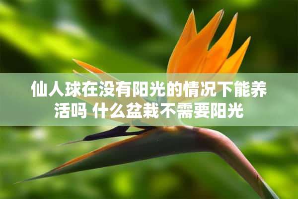 仙人球在没有阳光的情况下能养活吗 什么盆栽不需要阳光