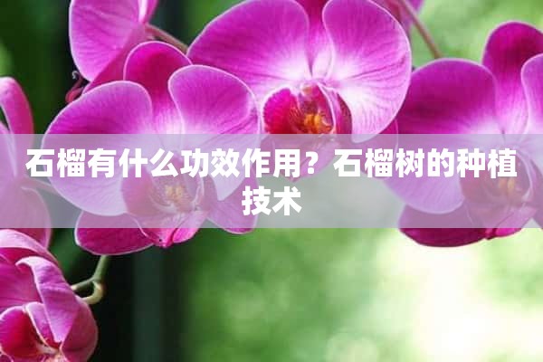 石榴有什么功效作用？石榴树的种植技术