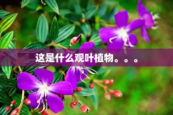 这是什么观叶植物。。。