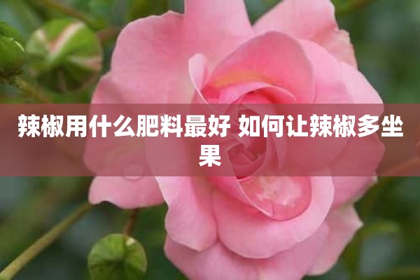 辣椒用什么肥料最好 如何让辣椒多坐果