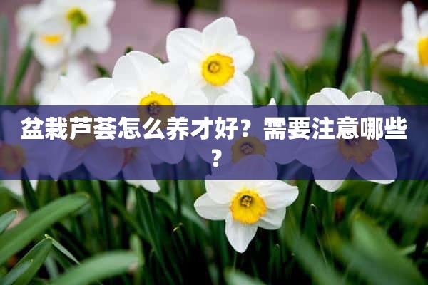 盆栽芦荟怎么养才好？需要注意哪些？