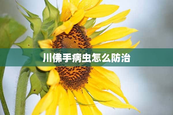 川佛手病虫怎么防治