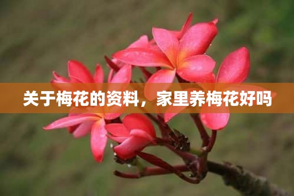 关于梅花的资料，家里养梅花好吗