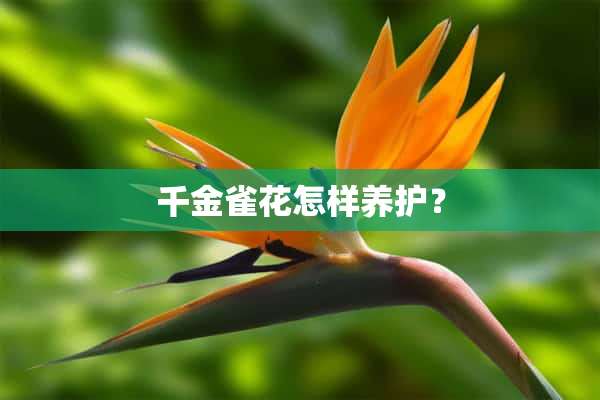 千金雀花怎样养护？